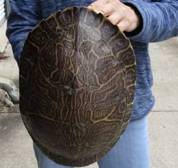 For Sale Huge River Cooter Turtle Shell 12 inches long  - $45