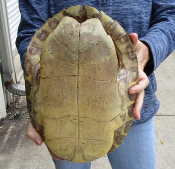 For Sale Huge River Cooter Turtle Shell 12 inches long  - $45