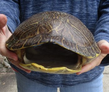 For Sale Huge River Cooter Turtle Shell 12 inches long  - $45