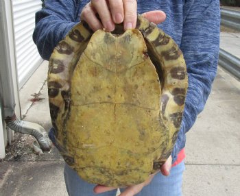 For Sale Huge River Cooter Turtle Shell 12-1/2 inches long  - $45