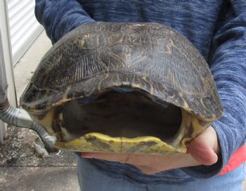 For Sale Huge River Cooter Turtle Shell 12-1/2 inches long  - $45