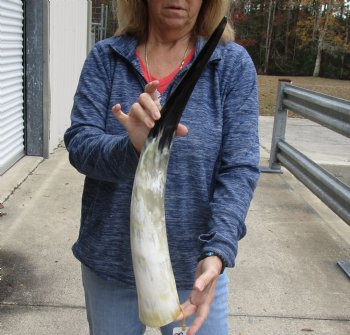 25 inch White Polished Cow/Cattle buffalo horn for $32