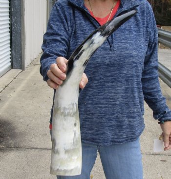 23 inch White Polished Cow/Cattle buffalo horn for $32