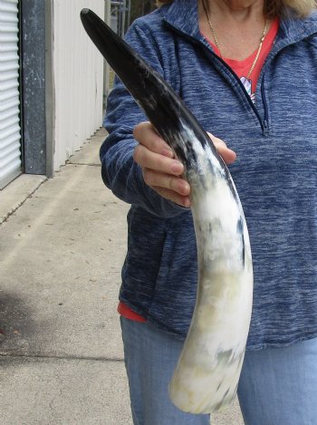 23 inch White Polished Cow/Cattle buffalo horn for $32