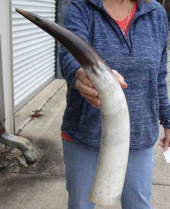 23-1/2 inch White Polished Cow/Cattle buffalo horn for $32