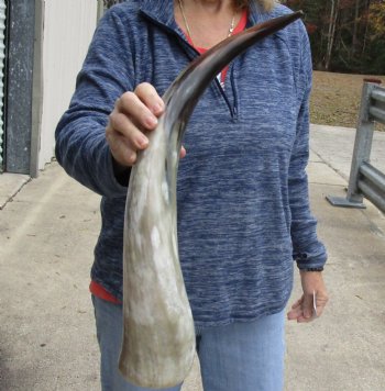 24 inch White Polished Cow/Cattle buffalo horn for $32