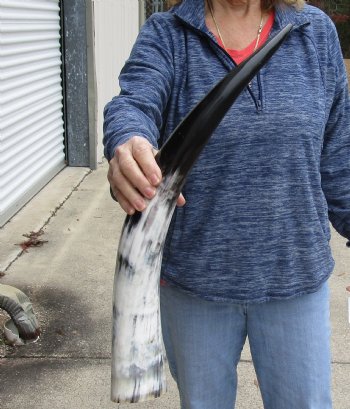 23 inch White Polished Cow/Cattle buffalo horn for $32