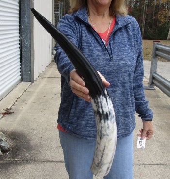 23 inch White Polished Cow/Cattle buffalo horn for $32