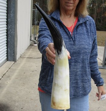 20 inch White Polished Cow/Cattle buffalo horn for $32