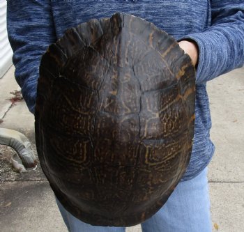 Buy Now this Huge River Cooter Turtle Shell 11-1/2 inches long  - $38