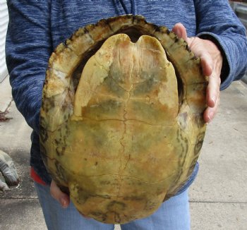 Buy Now this Huge River Cooter Turtle Shell 11-1/2 inches long  - $38