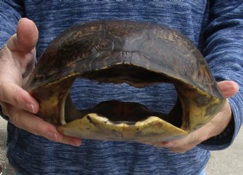 Buy Now this Huge River Cooter Turtle Shell 11-1/2 inches long  - $38