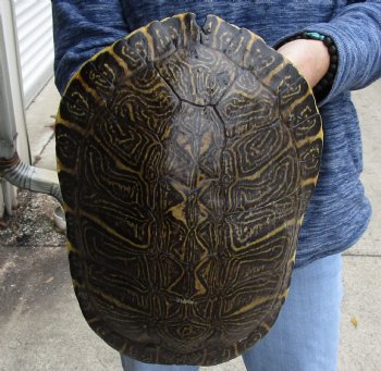 Buy Now this Huge River Cooter Turtle Shell 11-1/2 inches long  - $38