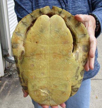 Buy Now this Huge River Cooter Turtle Shell 11-1/2 inches long  - $38