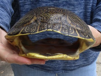 Buy Now this Huge River Cooter Turtle Shell 11-1/2 inches long  - $38