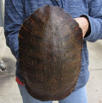 Buy Now this Huge River Cooter Turtle Shell 11 inches long  - $38