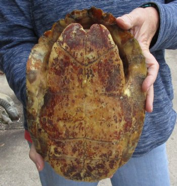 Buy Now this Huge River Cooter Turtle Shell 11 inches long  - $38