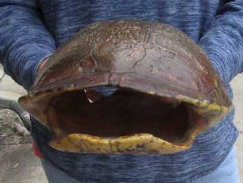 Buy Now this Huge River Cooter Turtle Shell 11 inches long  - $38