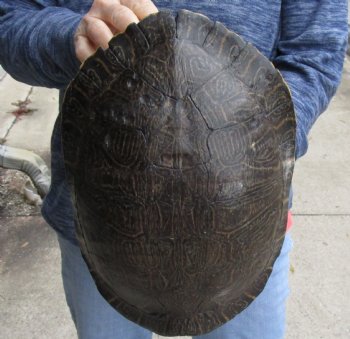 Buy Now this Huge River Cooter Turtle Shell 11-1/2 inches long  - $38