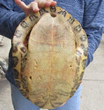 Buy Now this Huge River Cooter Turtle Shell 11-1/2 inches long  - $38