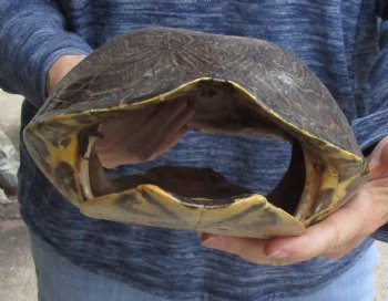 Buy Now this Huge River Cooter Turtle Shell 11-1/2 inches long  - $38