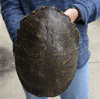 Buy Now this Huge River Cooter Turtle Shell 11 inches long  - $38