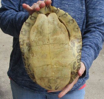 Buy this Huge River Cooter Turtle Shell 11 inches long for $38