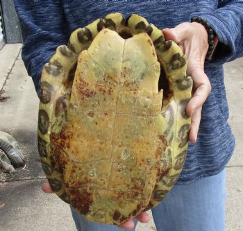 Buy Now this Huge River Cooter Turtle Shell 11 inches long  - $38