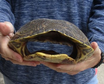 Buy Now this Huge River Cooter Turtle Shell 11 inches long  - $38