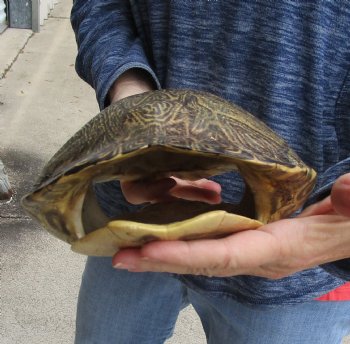 Buy this Huge River Cooter Turtle Shell 11 inches long for $38