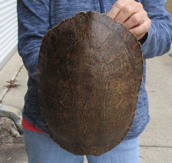 Huge River Cooter Turtle Shell 11-1/2 inches long - For Sale for $38