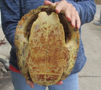 Huge River Cooter Turtle Shell 11-1/2 inches long - For Sale for $38