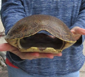 Huge River Cooter Turtle Shell 11-1/2 inches long - For Sale for $38