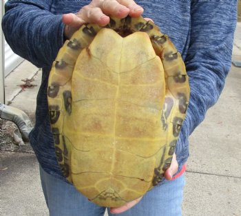 Buy this Huge River Cooter Turtle Shell 11 inches long for $38