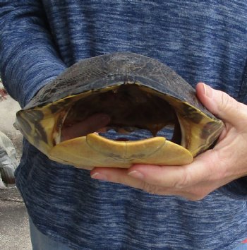 Buy this Huge River Cooter Turtle Shell 11 inches long for $38