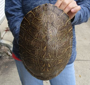 Huge River Cooter Turtle Shell 11 inches long - For Sale for $38