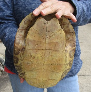 Huge River Cooter Turtle Shell 11 inches long - For Sale for $38