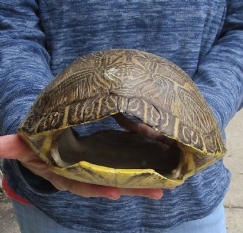 Huge River Cooter Turtle Shell 11 inches long - For Sale for $38