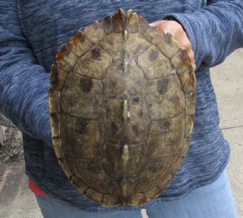 Buy this Huge 9" Map Turtle Shell for $24