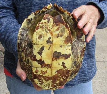 Buy this Huge 9" Map Turtle Shell for $24