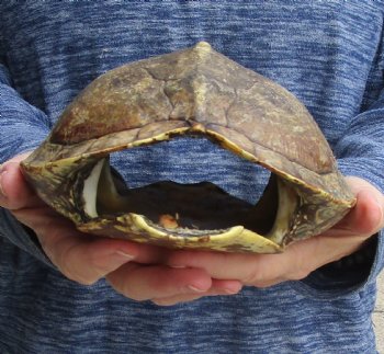 Buy this Huge 9" Map Turtle Shell for $24