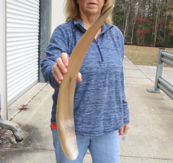 Buy this 24 inch Tan Cow/Cattle buffalo horn for $22