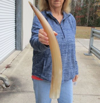 Buy this 24 inch Tan Cow/Cattle buffalo horn for $22