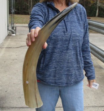 Buy this 25 inch Tan Cow/Cattle buffalo horn for $22