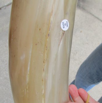 Buy this 25 inch Tan Cow/Cattle buffalo horn for $22