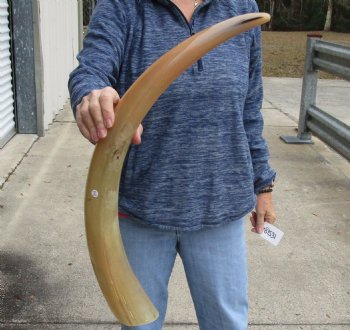 Buy this 29 inch Tan Cow/Cattle buffalo horn for $22