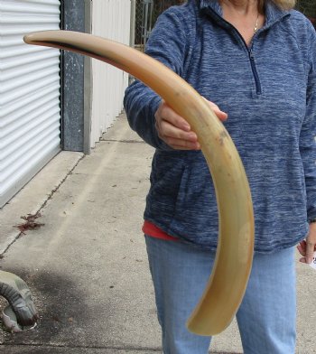 Buy this 29 inch Tan Cow/Cattle buffalo horn for $22