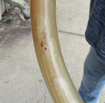 Buy this 29 inch Tan Cow/Cattle buffalo horn for $22