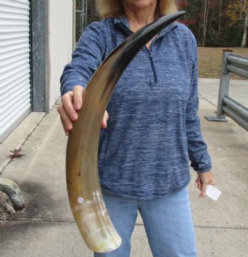 Authentic 26 inch Tan Cow/Cattle buffalo horn for $22