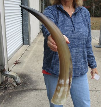 Authentic 26 inch Tan Cow/Cattle buffalo horn for $22